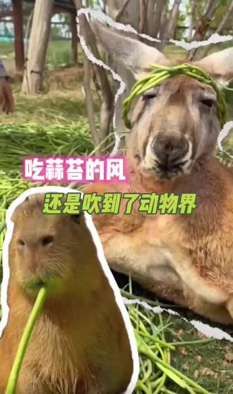 真的生无可恋啊,蒜苔吃够了#搞笑 #萌宠