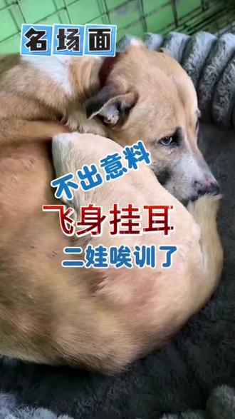 @西北刀客-公益护农 果然不出意料,二娃因为挂口被训了,打是亲骂是爱具象化#西北刀客 #二娃 #狗狗 #萌宠 #实战猎犬