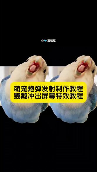“小鸡炮弹来喽~”萌宠炮弹发射制作教程 鹦鹉冲出屏幕特效教程 萌宠炮弹发射教程 #宠物发射器 #剪映 #萌宠发射特技 #鹦鹉鹦鹉萌萌哒逗鹦鹉 #冲出屏幕剪辑教程 萌宠飞起来特效 萌宠冲出屏幕特效做法 发射特技教程视频猫 萌宠特技 萌宠炮弹发射特效教程 萌宠炮弹发射特技 萌宠炮弹发射怎么拍