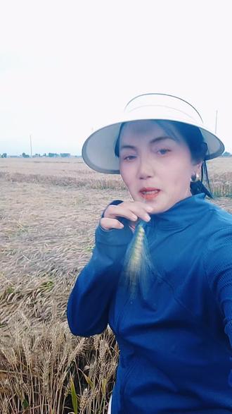 好种子,猛倒一号#麦子熟了#结果出乎意料……