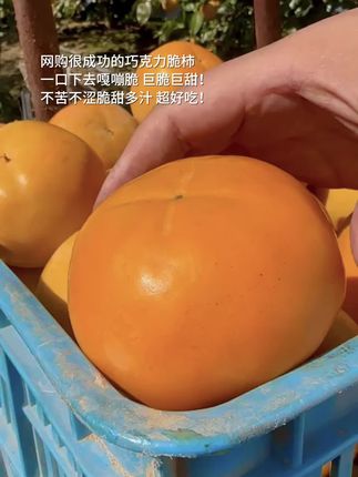 这个巧克力脆柿真的太好吃了!一口下去嘎嘣脆,巨脆巨甜不涩口,超好吃#巧克力脆柿 #口感好 #强烈推荐 #应季水果 #快来一起尝个鲜