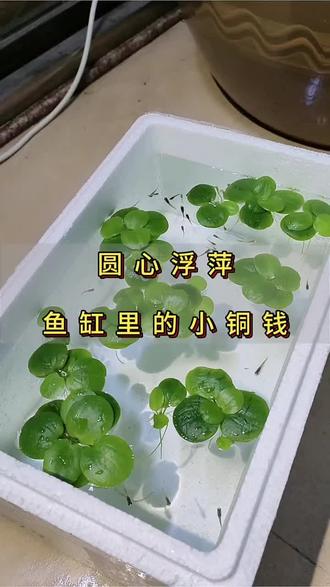圆心浮萍被称为鱼缸里的天然造氧机,价格便宜、繁殖能力强。养鱼老手养它可净化水质,其长长的根系能吸收分解鱼儿粪便产生的有害物质。此外,这些根系形成的空间还是小鱼儿的乐园#鱼缸造景 #新手养鱼 #圆心萍 #浮萍水草 #鱼缸里的大自然