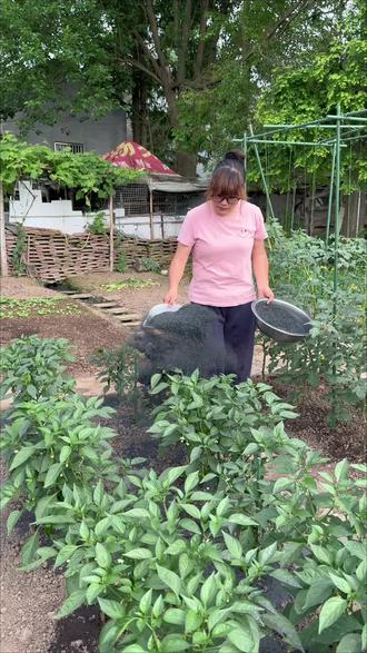 茄子辣椒和瓜苗上撒点稻壳炭草木灰,容易管理,增产又增收 #草木灰 #稻壳炭 #蔬菜防虫 #蔬菜种植 #种植小技巧