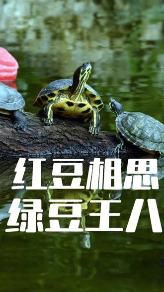 红豆配相思,绿豆配王八