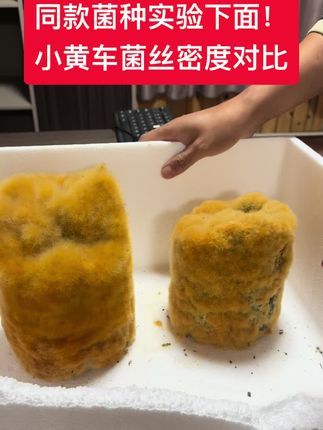 毛慈菇伴生菌对比,实验抓紧小黄车#抖音助农#毛慈菇直播技术