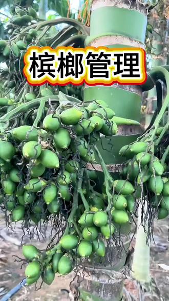 #槟榔 #槟榔种植 #槟榔种植技术 #槟榔高产 #海南槟榔