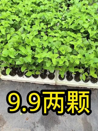 #三农 #农业种植 #百香果苗 9.9包邮到手两棵