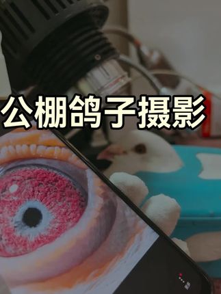 手机全通用拍照鸽眼放大镜配送加长夹子#萌宠 #摄影 #原创视频 #宠物