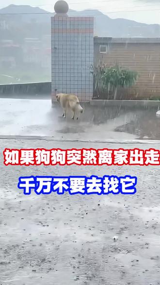 如果狗狗突然不见了,千万不要去找它!#养狗经验分享 #宠物知识 #养狗小知识 #狗狗 #萌宠
