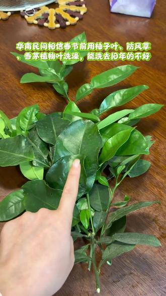 年廿九,洗碌柚叶
云浮郁南习俗,年二十九要洗树叶澡。
华南民间相信春节前用柚子叶、防风草、香茅植物叶洗澡,能洗去旧的一年的倒mei和hui气。
你家有这种习俗吗?
#传统文化#过年仪式感#柚子叶