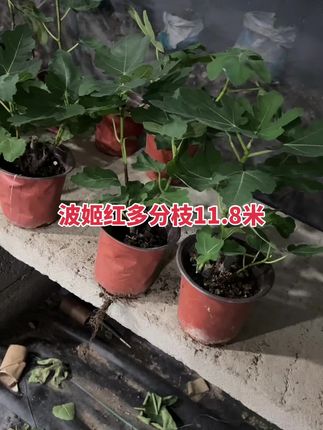 #波姬红 #无花果