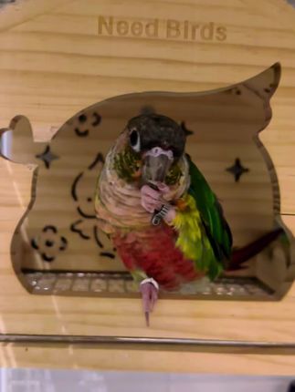 这小脚脚也太灵活了#萌宠动物 #宠物萌宠 #鹦鹉🦜 #萌宠出道计划