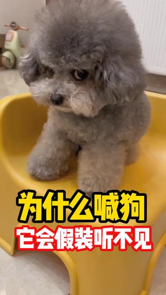 为什么喊狗它会假装听不见?