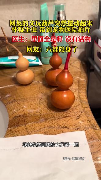 网友的文玩葫芦突然摆动起来怀疑生虫 带到宠物医院拍片