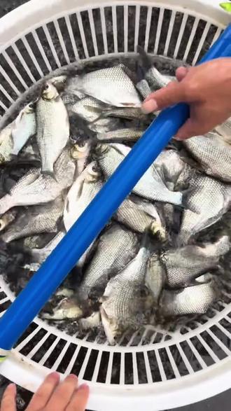 鳊鱼 武昌鱼 三角鲂鱼 边鱼 团头鲂鱼 生长速度快 抗病能力强 肉质细嫩 好养易捕捞#三农