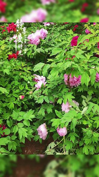 石家庄长安公园牡丹花开了