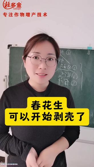 春花生开始剥壳了#花生高产 #花生种植