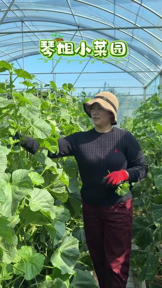 绿宝甜瓜如何整枝 打杈 留瓜 授粉#小菜园种植日常