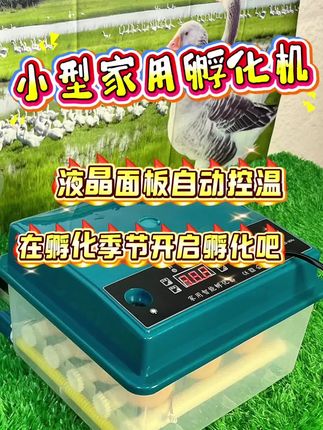 快叫上一起孵化的朋友在这个季节一起孵化吧!用全自动孵化器帮助你轻松孵化鸡鸭鹅#天猫双11降温服饰低至5折 #孵化器 #人工孵化 #孵蛋器