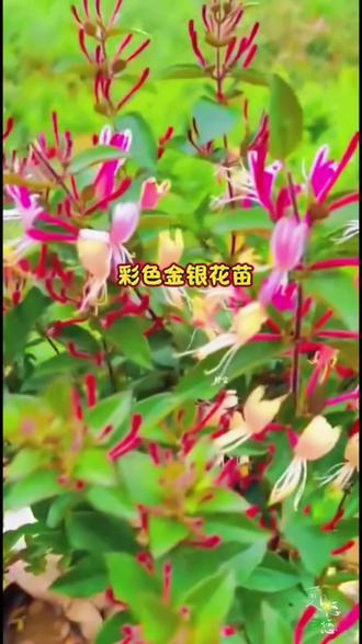 彩色金银花苗 金银花树苗栽种简单,其花朵盛开时色彩绚丽,且芳香浓郁,观赏性好,地栽时可形成花墙或花拱门、花瀑布,盆栽则可通过修剪打造成精致的盆景造型。此外,其花瓣还可采摘用于泡茶哦。#金银花苗 #金银花种植 #彩色金银花 #庭院绿化造景 @抖加🔥上热门🔥dou+🔥热点宝
