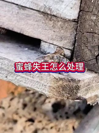 蜜蜂失王怎么解决#蜂王 #蜜蜂养殖 #三农