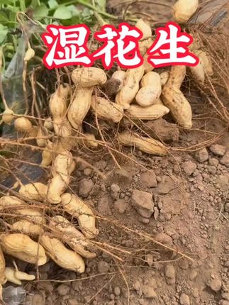 新鲜湿花生上市啦,都是现摘现发的新鲜湿花生,颗粒饱满,色泽红润,让您吃得放心#优质农产品 #抖音助农扶农 #花生 #农产品 #抖音助农