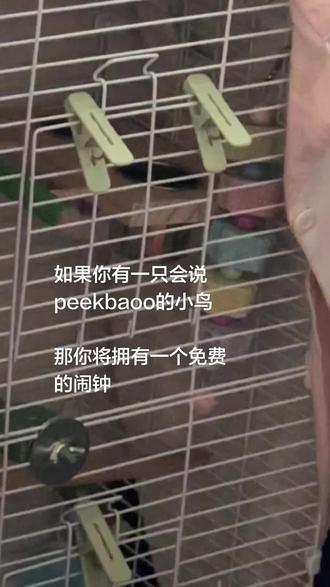 叽叽喳喳一早上了哈哈#牡丹鹦鹉 #手养鸟 #peekaboo