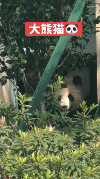 大熊猫真可爱@🐼🐼🐼🐼
#摄影分享人与动物和谐共存 🔥