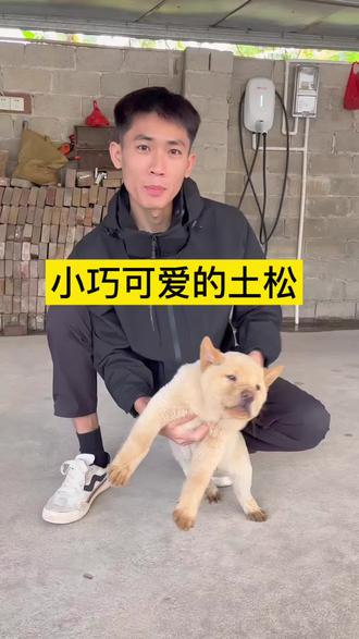 今天来一只小巧可爱的土松#聪明狗狗就是不一样 #家有中华田园犬 #广西土狗 #土松