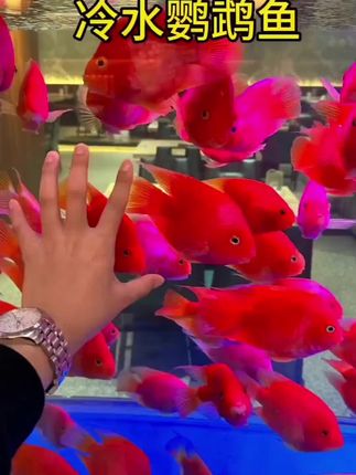 #养鱼人 #新手养鱼 #鱼缸里的大自然 #水族爱好者 #冷水鹦鹉鱼