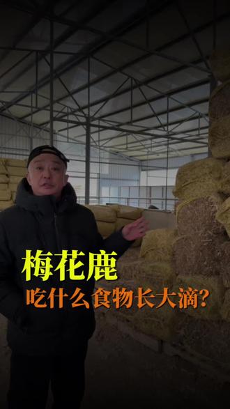 娇滴滴的梅花鹿是吃什么长大滴?#养殖 #梅花鹿 #养生 #食品安全