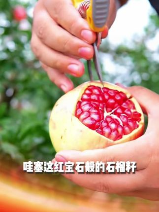 会理突尼斯软籽石榴3/5/8斤装自家果园产地直发皮薄汁多原产地#乐观职场人 #执行力干货 #如何出口成章 #沟通失误