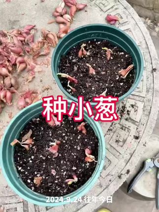 小葱都不敢买来吃的时代还是自己种稳当点,便宜不说还用担心买到科技,关键是它无限生长采收几天就长起来了。种小葱完全不需要技术哦#小葱种植 #川菜 #家庭种植 #种植技术 #记录我的种植生活