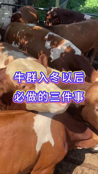 牛群入冬以后,必做的三件事 #牛羊养殖 #养牛人#三农