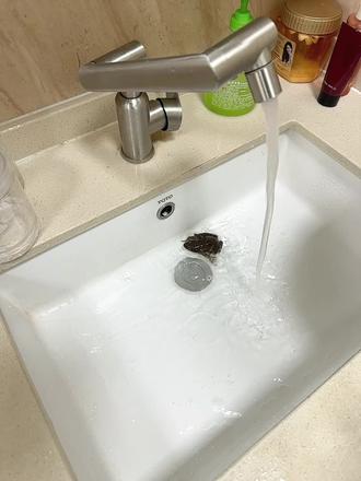 给蛤蟆洗个澡吧#林蛙#雪哈#蛤蟆#酱焖林蛙#蛤蟆洗澡