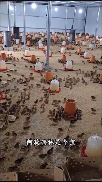 阿莫西林养鸡必备 家禽家畜都能用。#农村散养土鸡 #养鸡人 #养殖人 #鸡鸭鹅养殖 #养殖技术