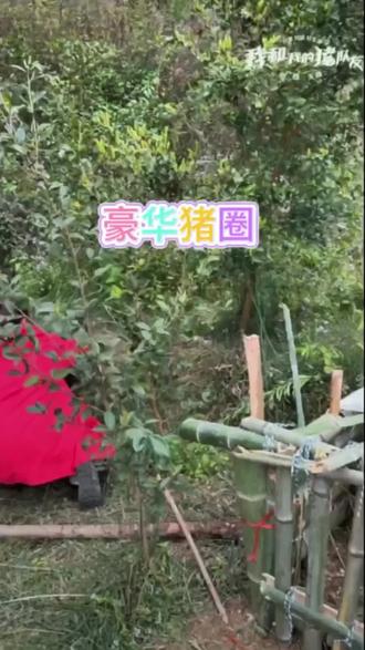 我和我的猪队友之猪猪出逃记@荒野建弟 @户外建哥 #我和我的猪队友#户外建哥#荒野建弟