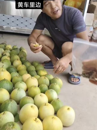 现在中中秋节左右就可以吃了等于说现在种的是二叉瓜