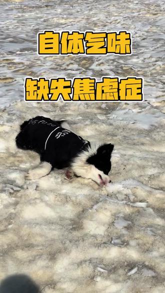 狗是否有这样一种心理疾病?#养狗注意事项 #边牧#养狗人和他的狗#狗地上打滚