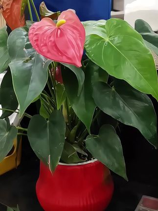 室内绿植女神花卉植物红掌盆栽盆景吸甲醛净化空气美化环境!#盆栽种植 #爱生活爱养花 #原创视频 #家庭养花 #强烈推荐