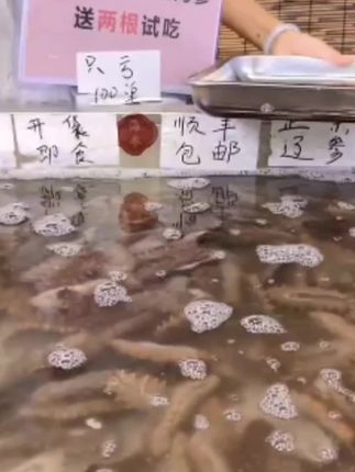 青岛即食营养海参60只左右加两只试吃(活参加工  顺丰包邮)
