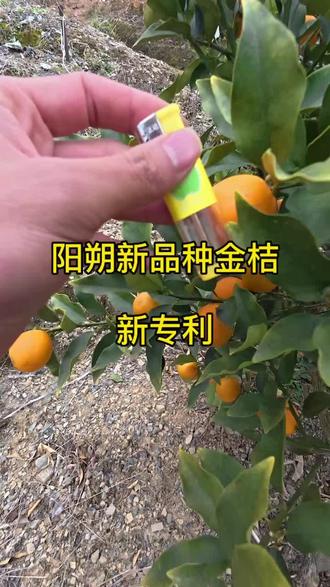 金脆一号新专利,阳朔新品种金桔