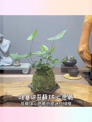 苔藓球心愿蕨水培禅意室内植物办公室茶桌桌面懒人绿植鲜活微景观