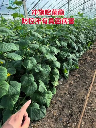 学会冲施防病,简单高效!点击下方小黄车直接购买视频同款!#种植小技巧 #农业知识 #病虫害防治#黄瓜病害防治