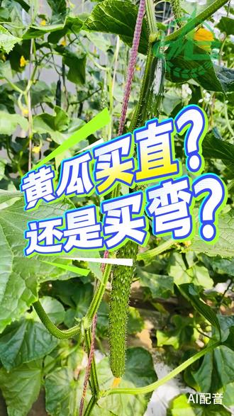 黄瓜买直还是买弯? #农安科普听我说#黄瓜 #蔬菜种植#生活常识