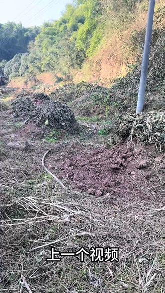 有没有吃过的朋友,给外省的朋友科普一下!#大山里的原生态 #记录家乡美景 #山咔咔的农村人 #抖出家乡山货 #大山里的味道