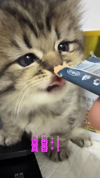 小猫咪的第一口条!#小奶猫