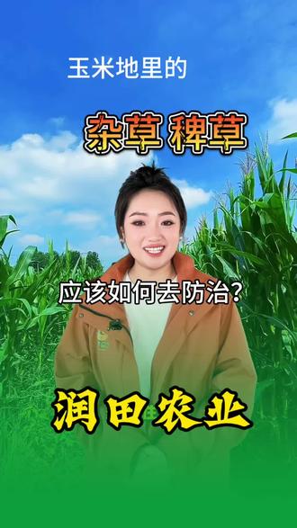 玉米地里的杂草、稗草应该如何去防治?#农资 #农药 技巧 ##芦苇除草剂 #敦化市润田#苗后除草剂