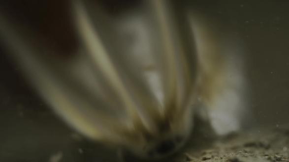 人间一日,蜉蝣一生#动物世界 #蜉蝣