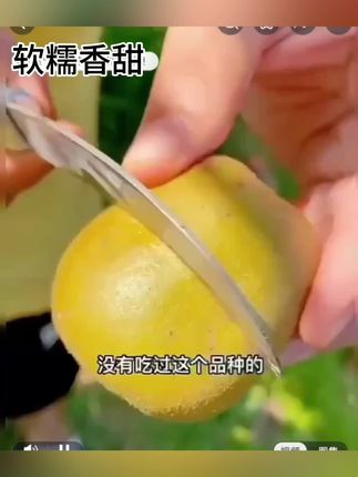 哇,我又回购了两箱四川蒲江的红心猕猴桃,实在是太惊艳、太好吃了!别看它外皮是绿油油的,里面的果肉却鲜艳得很。果肉不仅细腻,汁水还特别足,吃起来清甜又软糯。口感绝佳,都是它的大亮点~ 一口咬下去,满嘴都是香甜味儿,真的爱惨了!爱吃猕猴桃的姐妹们,可千万别错过呀!#红心猕猴桃 #新鲜应季水果 #优质农产品 #口感特别好 #浦江红心猕猴桃